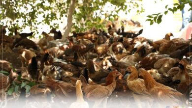 بتوزيع 400 حبة دجاج بلدي بياض درجة أولى.. مؤسسة جنى لتنمية الأسرة تختتم مشروع دمج الثروة الحيوانية