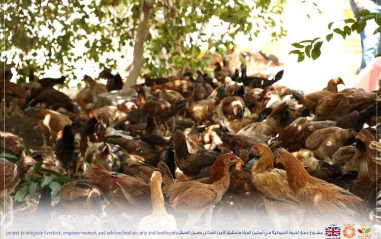 بتوزيع 400 حبة دجاج بلدي بياض درجة أولى.. مؤسسة جنى لتنمية الأسرة تختتم مشروع دمج الثروة الحيوانية