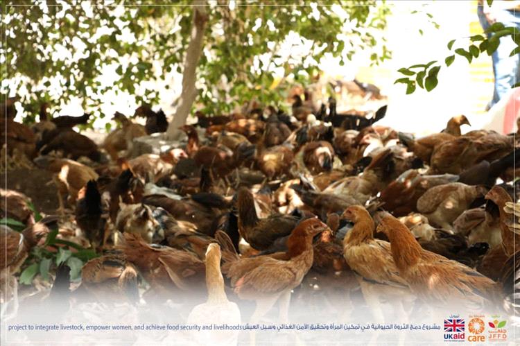 بتوزيع 400 حبة دجاج بلدي بياض درجة أولى.. مؤسسة جنى لتنمية الأسرة تختتم مشروع دمج الثروة الحيوانية