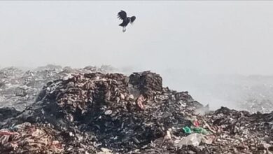 تكديس القمامة بوادي دوفس كارثة بيئية تهدد الحياة البحرية والبرية بأبين