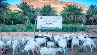 جمعية الحكمة اليمانية الخيرية توزّع لحوم الأضاحي لعام 1446هـ على 16,800 مستفيد في حضرموت