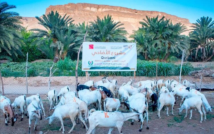 جمعية الحكمة اليمانية الخيرية توزّع لحوم الأضاحي لعام 1446هـ على 16,800 مستفيد في حضرموت