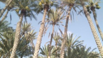 نداء إلى وزير الزراعة ومحافظ شبوة لإنقاذ أشجار نخيل "السقطرى" من الانقراض في مديرية رضوم