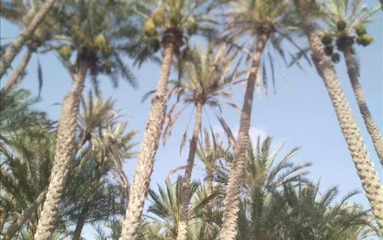 نداء إلى وزير الزراعة ومحافظ شبوة لإنقاذ أشجار نخيل "السقطرى" من الانقراض في مديرية رضوم