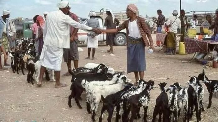 الحديدة.. مليشيا الحوثي تفرض جبايات جديدة على تجارة المواشي قبيل عيد الأضحى
