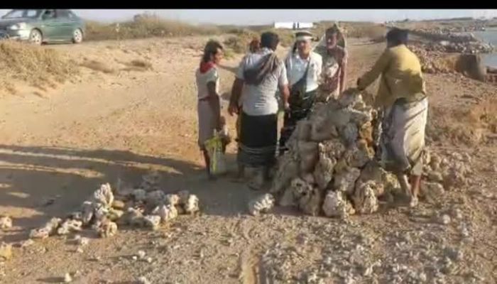 هيئة حماية البيئة في الحديدة تحث على تنفيذ حظر إزالة الشعاب المرجانية