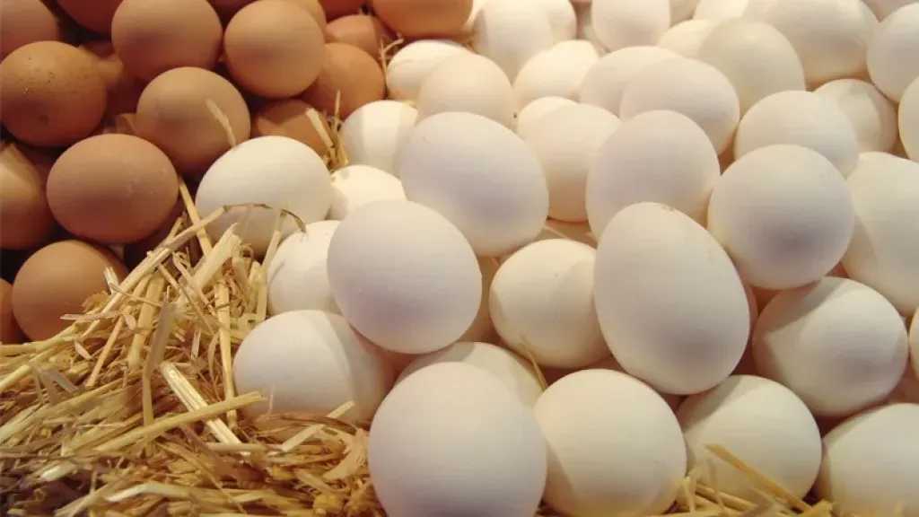 اخبار-اليمن-الان-|-سعر-البيض-صباح-اليوم-الثلاثاء-29-7-2025.-استقرار-حذر-رغم-تقلب-الأسواق