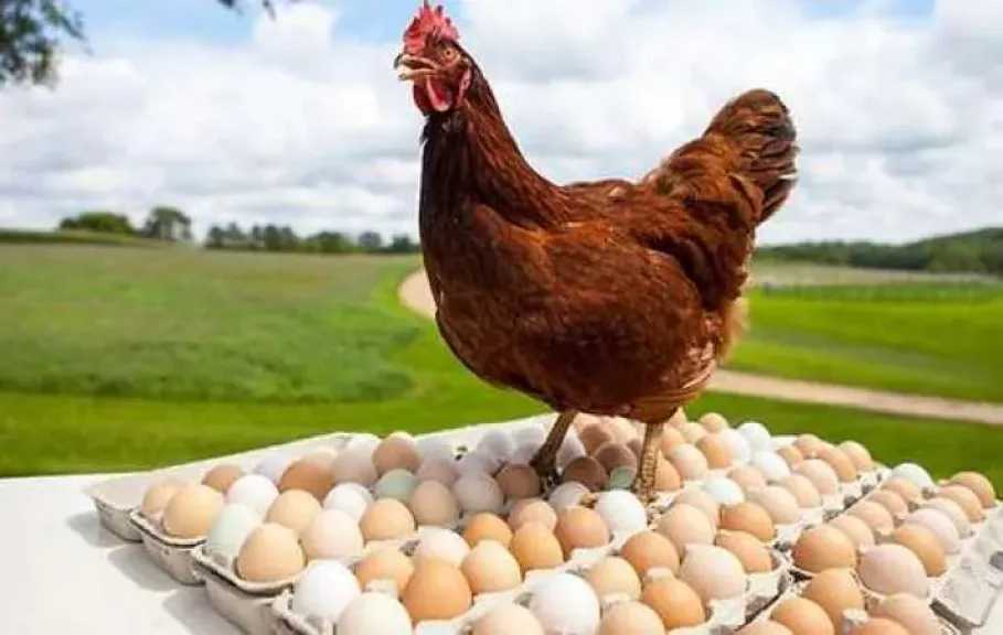 اخبار-اليمن-الان-|-أسعار-الدواجن-صباح-اليوم-الثلاثاء-29-7-2025-في-الأسواق.-البلدي-يواصل-الثبات