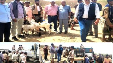"الـفاو" و "الدعيس" يشرفان على توزيع الماعز لـ155 أسرة في عزلة المشالحة بالمخا