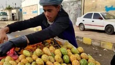 التين الشوكي في اليمن.. فاكهة الفقراء وموسم الفرص الذهبية