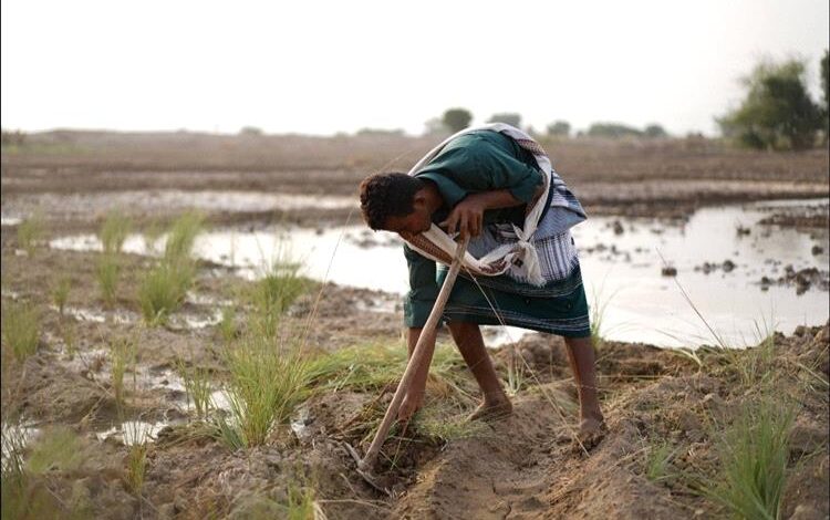 الجفاف يهدد الزراعة ويُعمّق أزمة الغذاء في اليمن وسط تصاعد التوترات الإقليمية