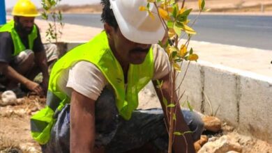بتوجيهات المحافظ بن الوزير.. بدء أعمال التشجير لعدد من الشوارع الرئيسية بمدينة عتق