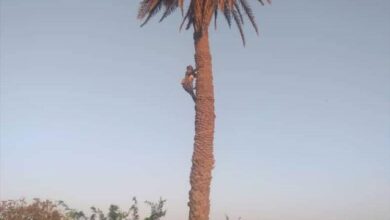 حبيل بن عبدالله.. الأرض الخصبة والتاريخ العريق في لحج