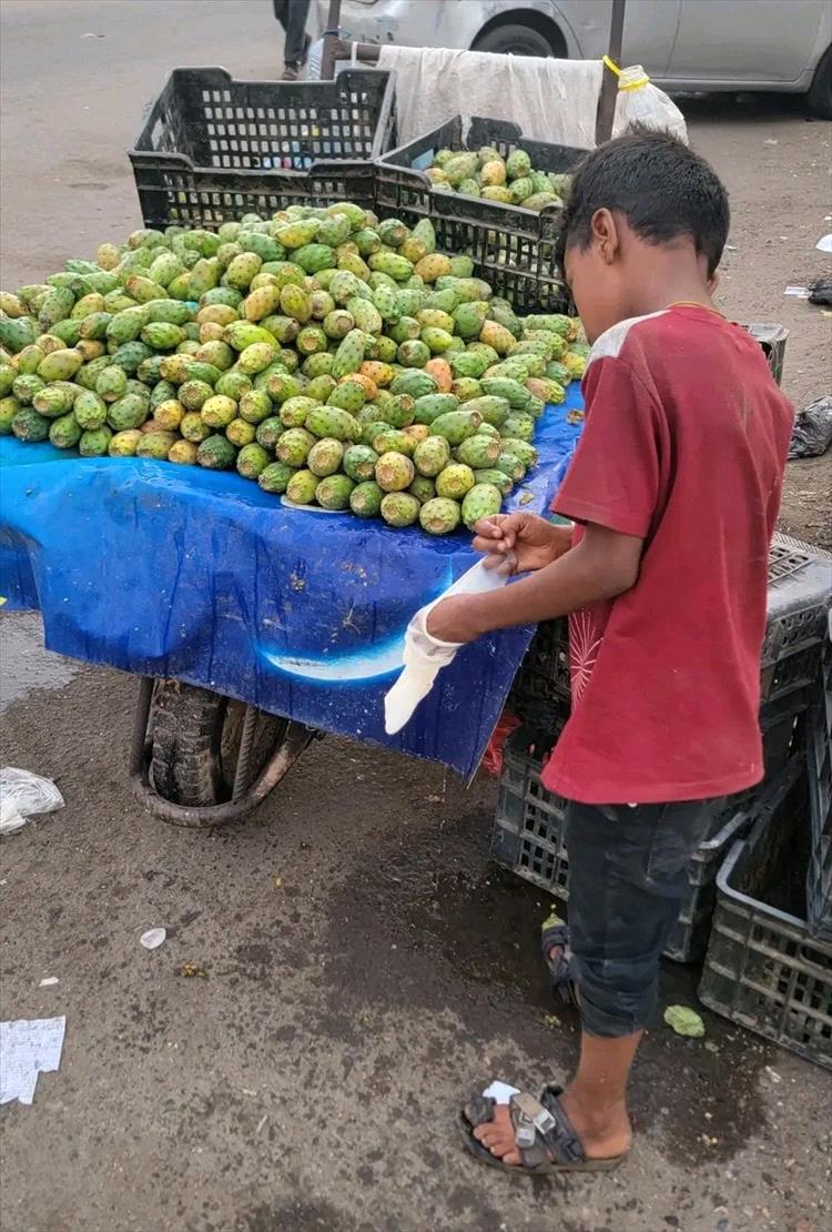 طفولة ضائعة على أرصفة الفقر.. طفل في العاشرة يبيع التين الشوكي في شوارع الشيخ عثمان