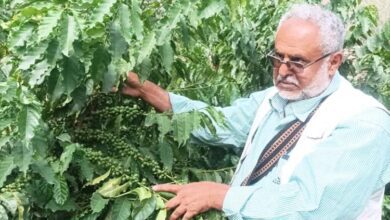 مدير مكتب الزراعة بيافع يهر يتفقد حقول البن في المديرية