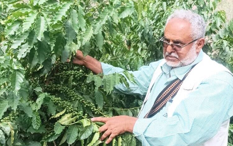 مدير مكتب الزراعة بيافع يهر يتفقد حقول البن في المديرية