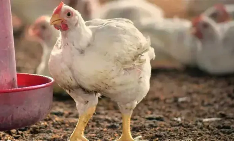 تعرف-على-أسعار-الفراخ-اليوم-الأحد-10-أغسطس-2025-في-بورصة-الدواجن-والأسواق-المصرية