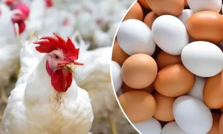 تراجع-ملحوظ.-أسعار-الدواجن-والبيض-في-مصر-اليوم-الأحد-10-–-8-–-2025