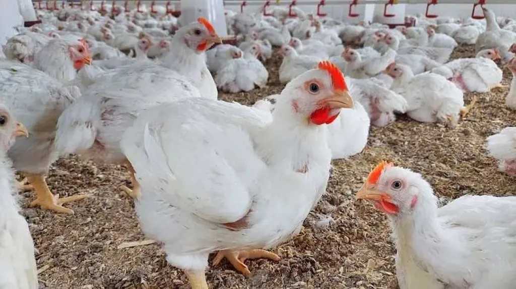 أسعار-الفراخ-اليوم-الإثنين-11-أغسطس-في-الأسواق-وبورصة-الدواجن-بعد-الارتفاع-الأخير