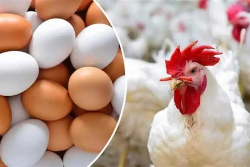 استقرار-نسبي-بعد-الارتفاع.-أسعار-الدواجن-والبيض-في-مصر-اليوم-الثلاثاء-12-أغسطس-2025