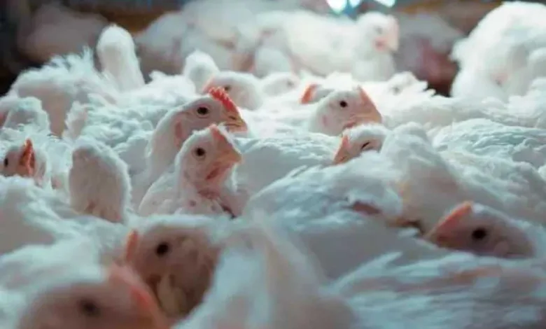 أسعار-الفراخ-اليوم-الثلاثاء-12-أغسطس-2025.-استقرار-في-البورصة-والأسواق-المحلية