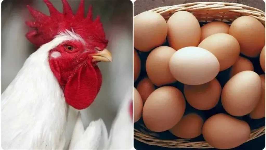 انهيار-أسعار-الدواجن-والبيض-في-مصر-اليوم-الأربعاء-13-–-8-–-2025-لتسجل-58-جنيهًا