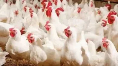 اخبار-اليمن-الان-|-”من-يتحكم-بسعر-الدجاج-في-اليمن؟-المزارع،-التاجر،-أم-جهات-نافذة؟!”