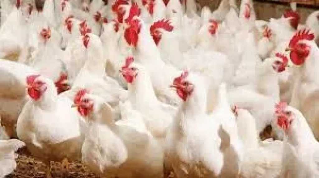 اخبار-اليمن-الان-|-”من-يتحكم-بسعر-الدجاج-في-اليمن؟-المزارع،-التاجر،-أم-جهات-نافذة؟!”