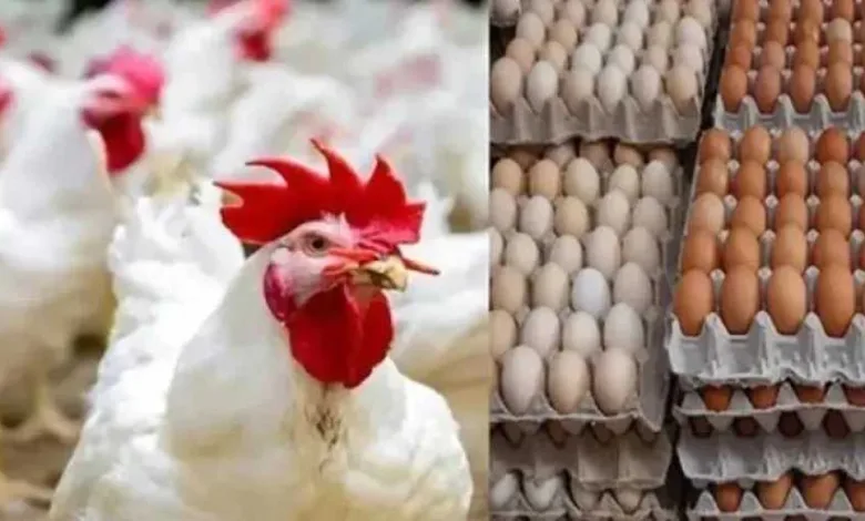 ارتفاع-جديد.-أسعار-الدواجن-والبيض-في-مصر-اليوم-السبت-16-–-8-–-2025