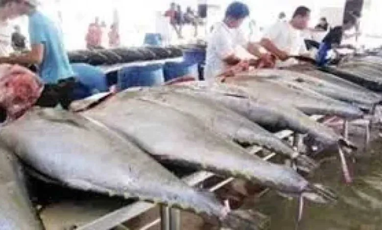 الاسوانى-بـ80-جنيها.أسعار-الأسماك-بالسوق-المصرى