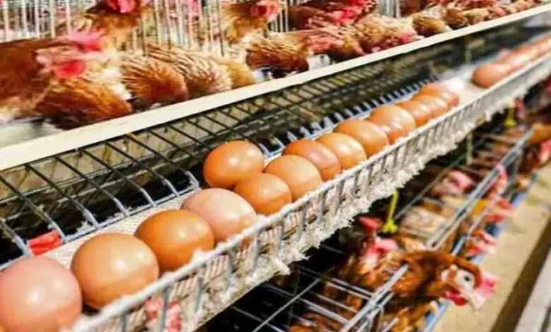 أسعار-الفراخ-البيضاء-والبيض-اليوم-الأربعاء-20-أغسطس-2025-في-الأسواق