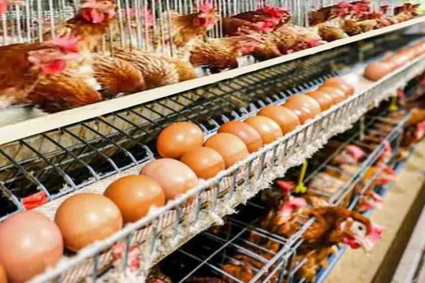 أسعار-الفراخ-البيضاء-والبيض-اليوم-الأربعاء-20-أغسطس-2025-في-الأسواق