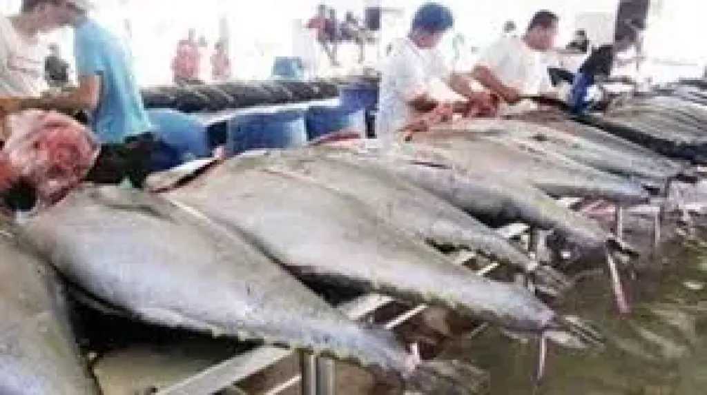البلطي-بـ-80-جنيهًا.أسعار-الاسماك-بالسوق-المصرى-اليوم