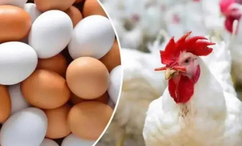 الأبيض-الطازج-بـ12-درهم.زاسعار-الدواجن-بالامارات