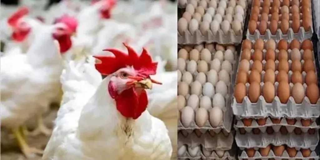تفاوت-ملحوظ-بين-السوق-المحلي-العالمي-بأسعار-الدواجن-في-قطر