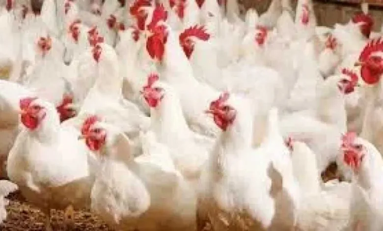 من-الريش-إلى-الرفوف.-الدجاج-الكويتي-بين-الدعم-والماركات