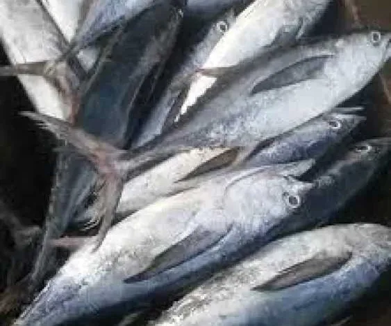 البلطي-بـ-82-جنيه-والكابوريا-بـ-160-جنيه.-تعرف-على-أسعار-اليوم-بالسوق-المصرى