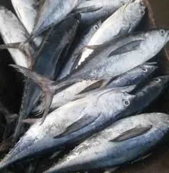 البلطي-بـ-82-جنيه-والكابوريا-بـ-160-جنيه.-تعرف-على-أسعار-اليوم-بالسوق-المصرى