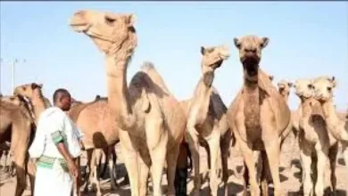 اخبار-اليمن-الان-|-”ناقة-تثير-كارثة-في-شبوة.-مقتل-جندي-وجرح-اثنين-برصاص-قبلي!-ما-الذي-حدث-فعلاً؟”