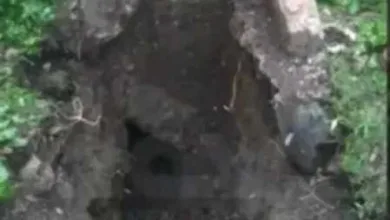 اخبار-اليمن-الان-|-الحوثيون-ينبشون-قبر-أحد-قتلاهم-بعد-اكتشافهم-لأمر-خطير