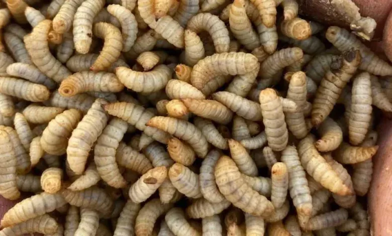 مخلوق-يثير-الذعر.-ما-حقيقة-الدودة-الآكلة-للحوم-البشر؟