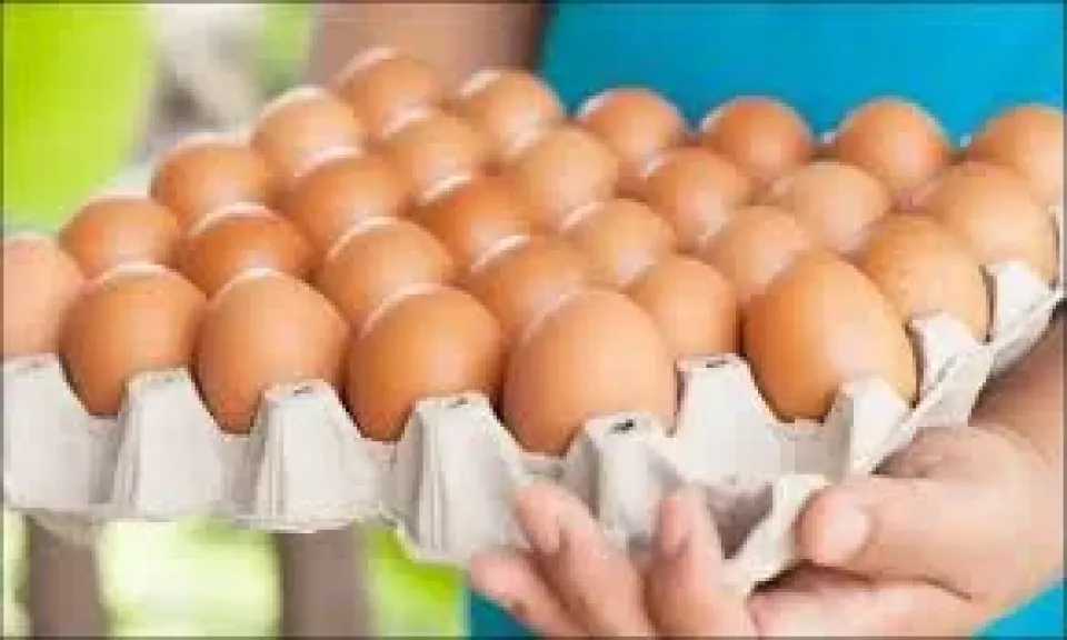 اخبار-اليمن-الان-|-”صدمة-في-أسواق-عدن!-وزارة-الصناعة-تُعلن-سعرًا-جديدًا-للبيض…-والرقابة-تشتعل!-هل-سيُطبق-القرار-فعليًا؟”