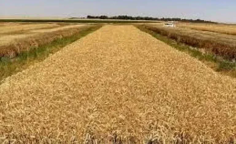 انخفاض-واردات-القمح-في-مصر-4.5-مليون-طن-خلال-2025