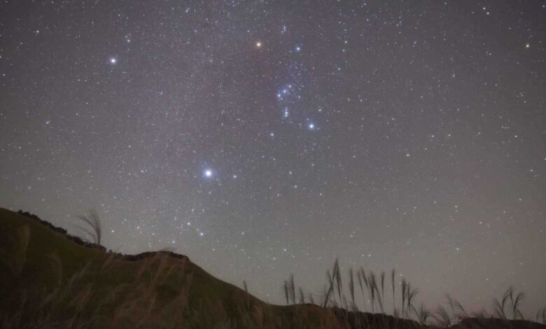 باكستان.. 584 أسداً ونمراً في المنازل والسلطات تتدخل