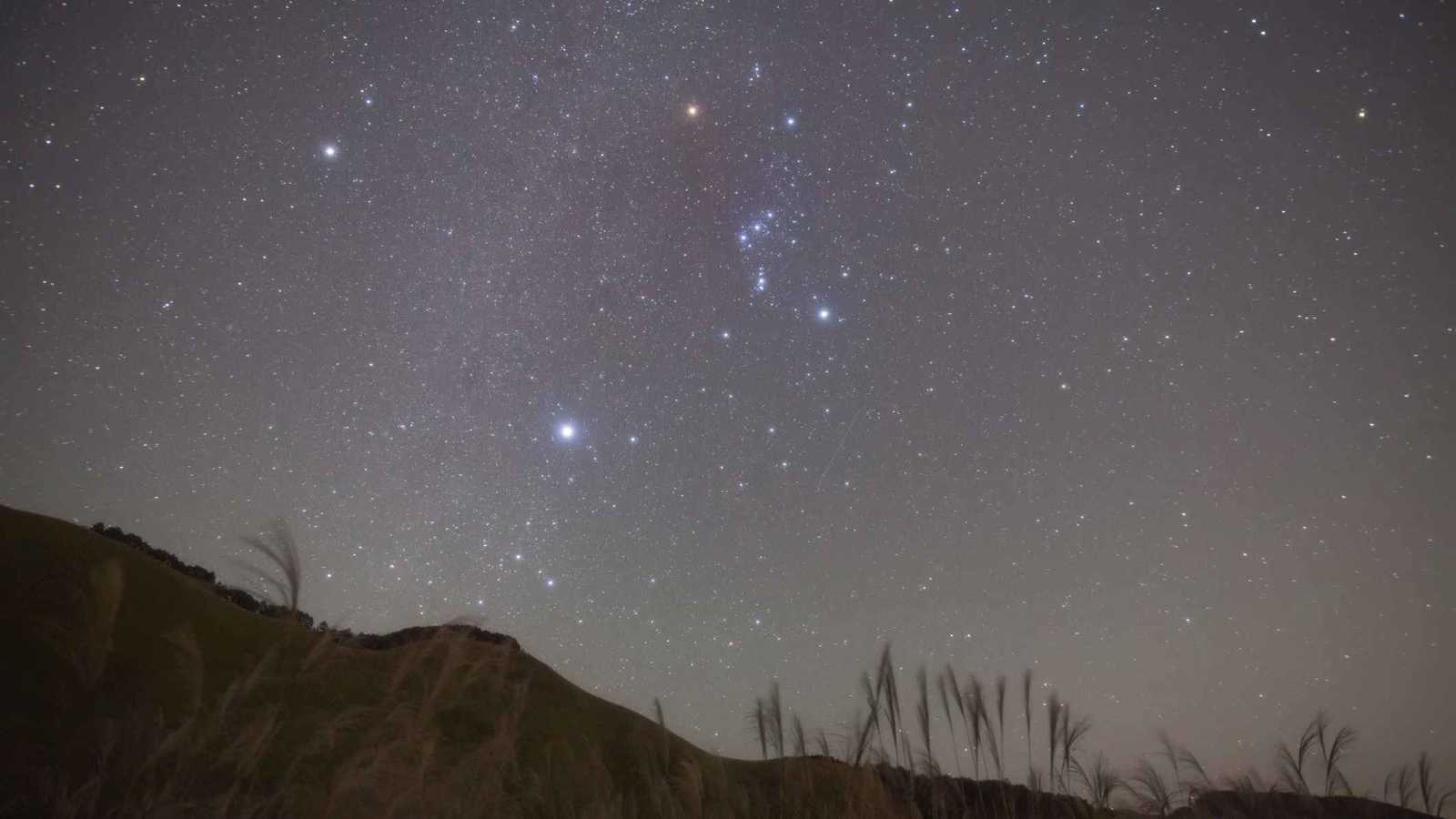 باكستان.. 584 أسداً ونمراً في المنازل والسلطات تتدخل