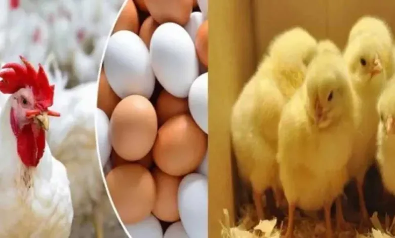 استقرار-نسبي.-أسعار-الدواجن-والبيض-في-مصر-اليوم-الأربعاء-6-أغسطس-2025