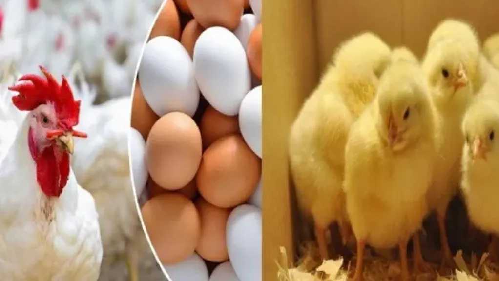 أسعار-الدواجن-والبيض-في-مصر-اليوم-الجمعة-8-أغسطس-2025