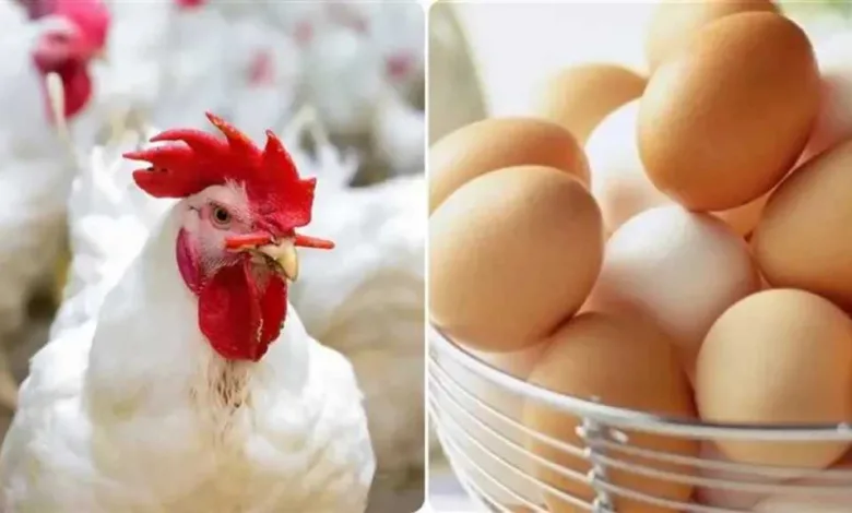 انخفاض-جديد.-أسعار-الدواجن-والبيض-في-مصر-اليوم-السبت-9-–-8-–-2025