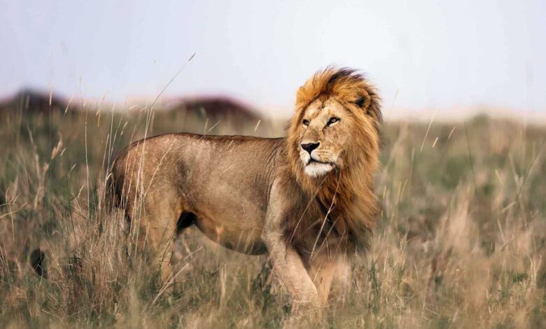 18 قتيلا وآلاف النازحين جراء فيضانات كوريا الجنوبية (فيديو)