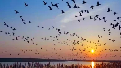 اعتراف دولي وريادة عالمية تتويجًا لجهود السعودية في حماية الطيور المهاجرة